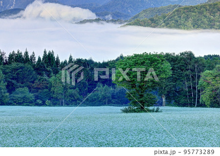 雲海と高杖高原のそば畑 95773289