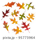 set of autumn leaves of red oak isolated on white background. 95773964