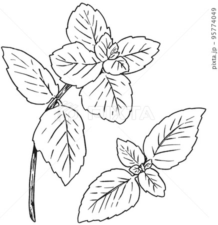 ペパーミントの手描きイラスト 95774049