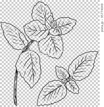 ペパーミントの手描きイラスト 95774049