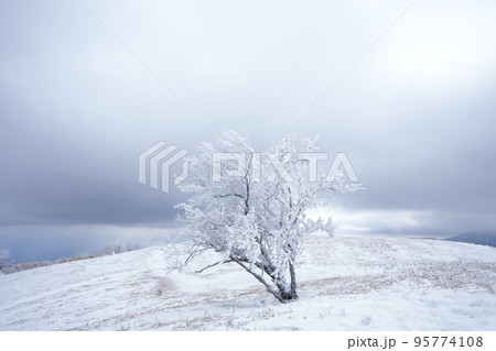 雪に覆われた冬の木 95774108