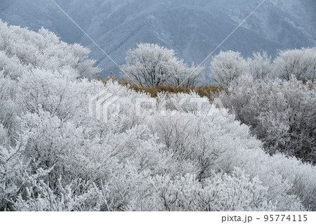 葛城山の樹氷 葛城山の樹氷 95774115