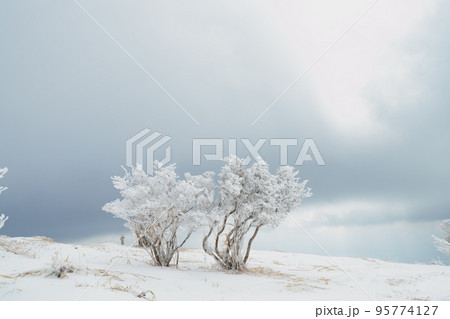 雪化粧した木と青空 95774127