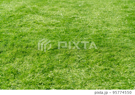 背景素材 人工芝 背景素材 人工芝 95774550