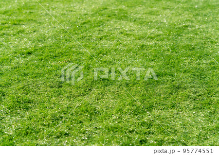 背景素材 人工芝 背景素材 人工芝 95774551