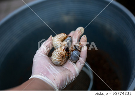 カブトムシ、昆虫、飼育、虫、兜、夏休み、夏、採取、幼虫、土、ブリーダー、屋内、瓶、容器、ビン、コピー カブトムシ、昆虫、飼育、虫、兜、夏休み、夏、採取、幼虫、土、ブリーダー、屋内、瓶、容器、ビン、コピー 95774833
