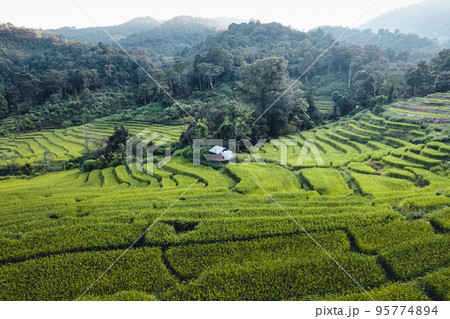 rice field in the morning in asia 95774894