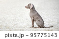 Weimaraner dog on white sand. Beautiful thoroughbred hunting Dog portrait outdoors close up. The cable sits in profile. No people. Summer day 95775143