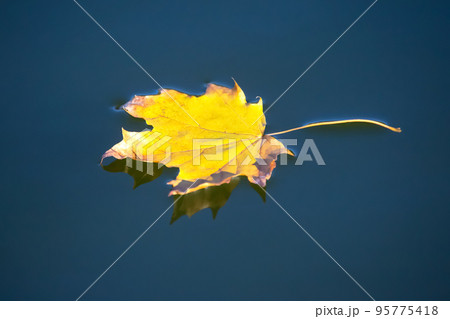 autumn leaf lies on the water of the lake. seasons of nature autumn leaf lies on the water of the lake. seasons of nature 95775418