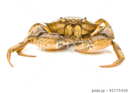 Yellow sea crab on a white background. 95775420