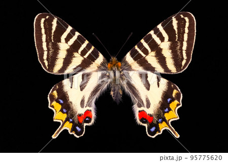 蝶の標本・ギフチョウ 95775620