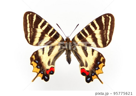 蝶の標本・ギフチョウ 95775621