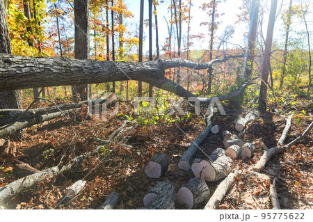 Trees that fell after the tornado in autumn park 95775622