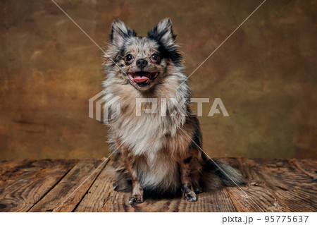 Portrait of cute small dog, Pomeranian spitz smiling at camera isolated over dark background 95775637