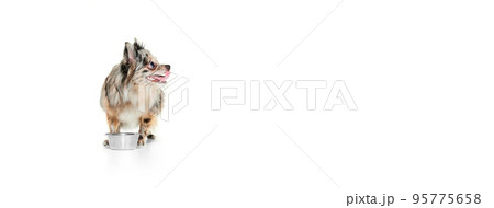 Portrait of cute small dog, Pomeranian spitz eating isolated over white background. Flyer. Pets nutrition 95775658
