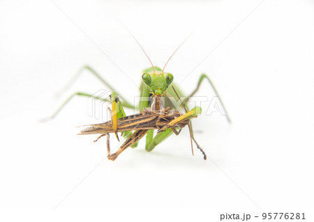 praying mantis eats a grasshopper close-up on a white background. praying mantis eats a grasshopper close-up on a white background. 95776281