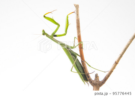 green praying mantis sits on a tree branch on a white background green praying mantis sits on a tree branch on a white background 95776445