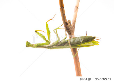 green praying mantis sits on a tree branch on a white background 95776974