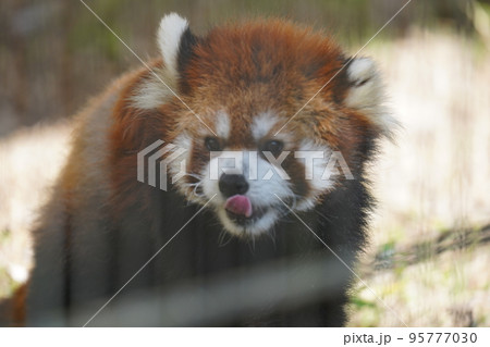 レッサーパンダ 95777030