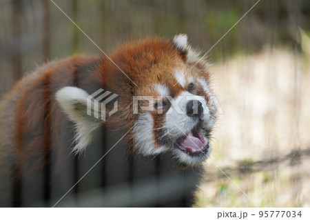 レッサーパンダ 95777034