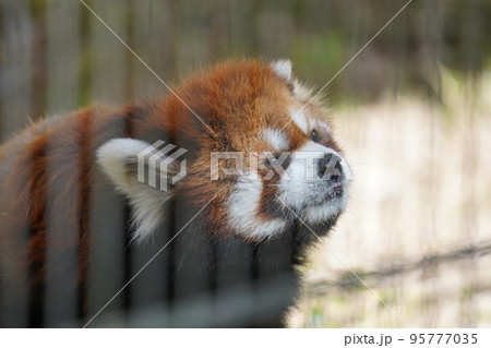 レッサーパンダ 95777035