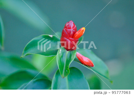 Costus speciosus, Crape ginger or Malay ginger or Spiral flag or Costus speciosus Cheilocostus speciosus, Costaceae or Cane reed or Crape ginger or Malay ginger or Spiral flag 95777063