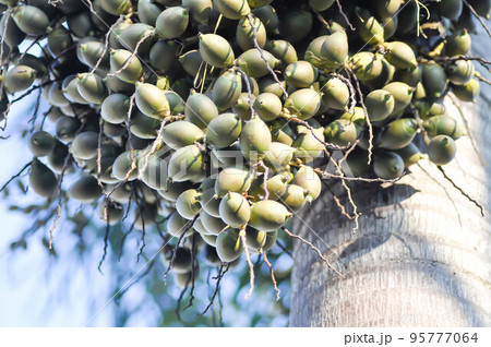 Wodyetia bifurcata, Wodyetia bifurcate AK Irvine or PALMAE or Foxtail Palm palm seed 95777064