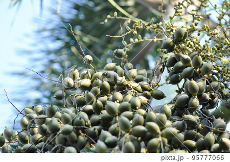 Wodyetia bifurcata, Wodyetia bifurcate AK Irvine or PALMAE or Foxtail Palm or palm seed Wodyetia bifurcata, Wodyetia bifurcate AK Irvine or PALMAE or Foxtail Palm or palm seed 95777066