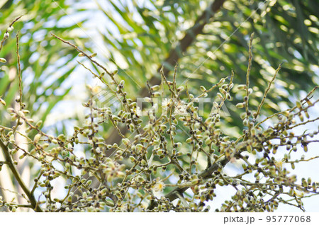 Wodyetia bifurcata, Wodyetia bifurcate AK Irvine or PALMAE or Foxtail Palm or palm seed 95777068