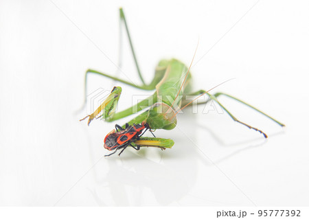 green praying mantis eats a beetle on a white background close-up. green praying mantis eats a beetle on a white background close-up. 95777392