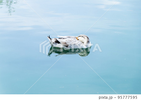 White duck is sleeping during floating on lake background White duck is sleeping during floating on lake background 95777595