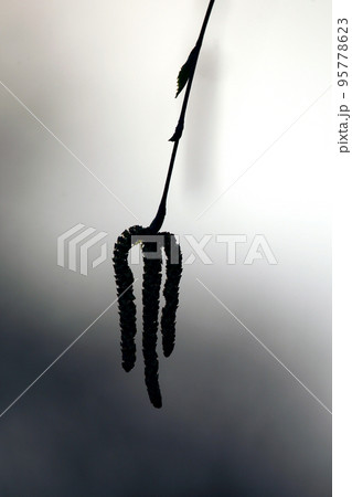 birch catkin on a gray background birch catkin on a gray background 95778623