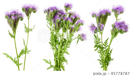 Phacelia flower isolated on white background with full depth of field 95778787
