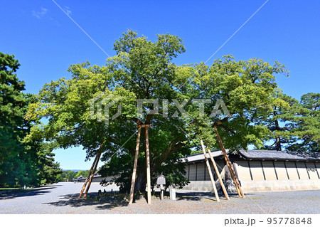 秋晴れの静寂に包まれた京都御苑のむくの木 秋晴れの静寂に包まれた京都御苑のむくの木 95778848