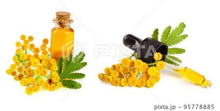 essential tansy oil with flowers and leaf isolated on white background 95778885