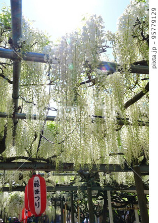 八王寺の白藤(新潟県) 八王寺の白藤(新潟県) 95779129