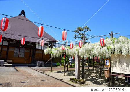 八王寺の白藤（新潟県） 95779144