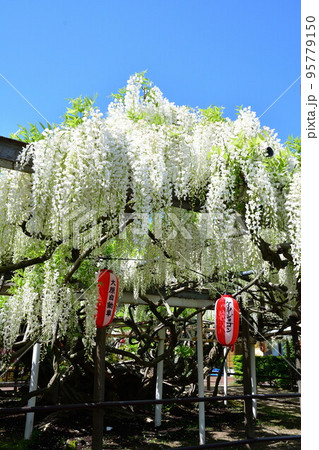 八王寺の白藤(新潟県) 八王寺の白藤(新潟県) 95779150