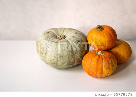 Still life with vibrant pumpkins. Thanksgiving or autumn background. Still life with vibrant pumpkins. Thanksgiving or autumn background. 95779578
