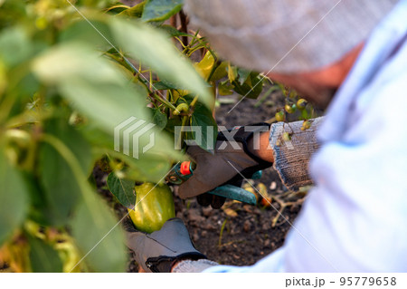 Male farmer picking vegetables in his garden. Selective focus. Food Male farmer picking vegetables in his garden. Selective focus. Food 95779658
