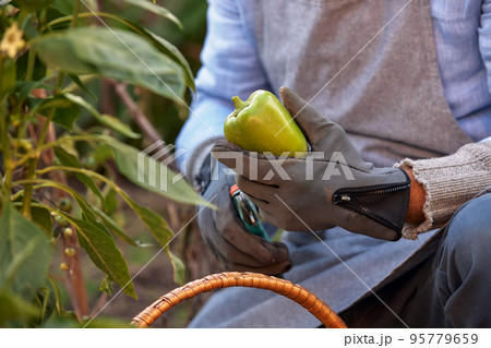 Male farmer picking vegetables in his garden. Selective focus. Food 95779659