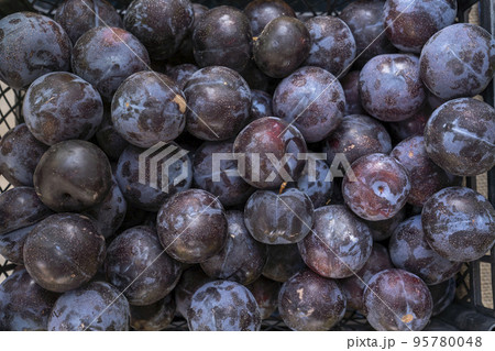 Group of Plum fruit on the grocery 95780048