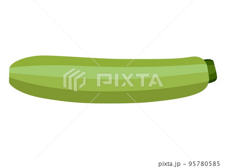 Vegetable marrow. Vector graphics on a white background. 95780585