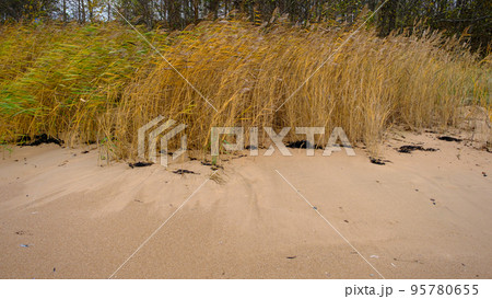 Beautiful sandy beach with reeds and dry grass among the dunes, travel in summer and holidays concept Beautiful sandy beach with reeds and dry grass among the dunes, travel in summer and holidays concept 95780655