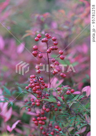 庭, 紫, 赤, 美しさ, 植える, 葉, 色, 南天, フローラル, 美しい, カラフル, 色づく 庭, 紫, 赤, 美しさ, 植える, 葉, 色, 南天, フローラル, 美しい, カラフル, 色づく 95781258