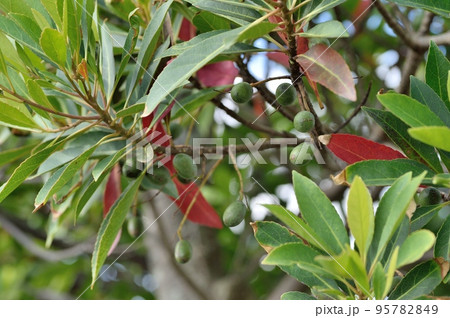 ホルトノキの実 95782849