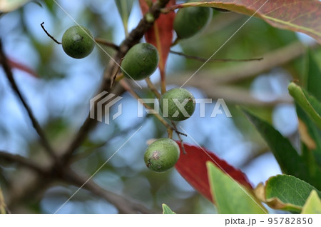 ホルトノキの実 95782850