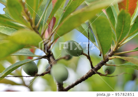 ホルトノキの実 ホルトノキの実 95782851