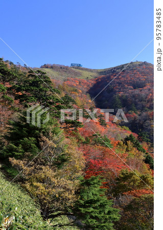 剣山　斜面を彩る紅葉　（徳島県　日本百名山） 95783485