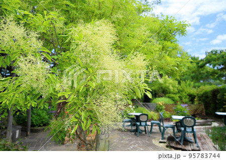 シマトネリコの花 95783744